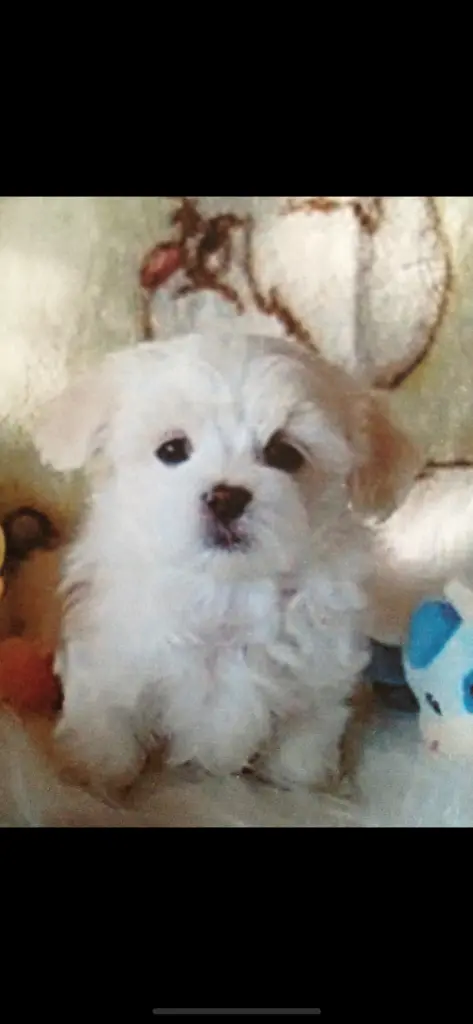 Bild von Maxi