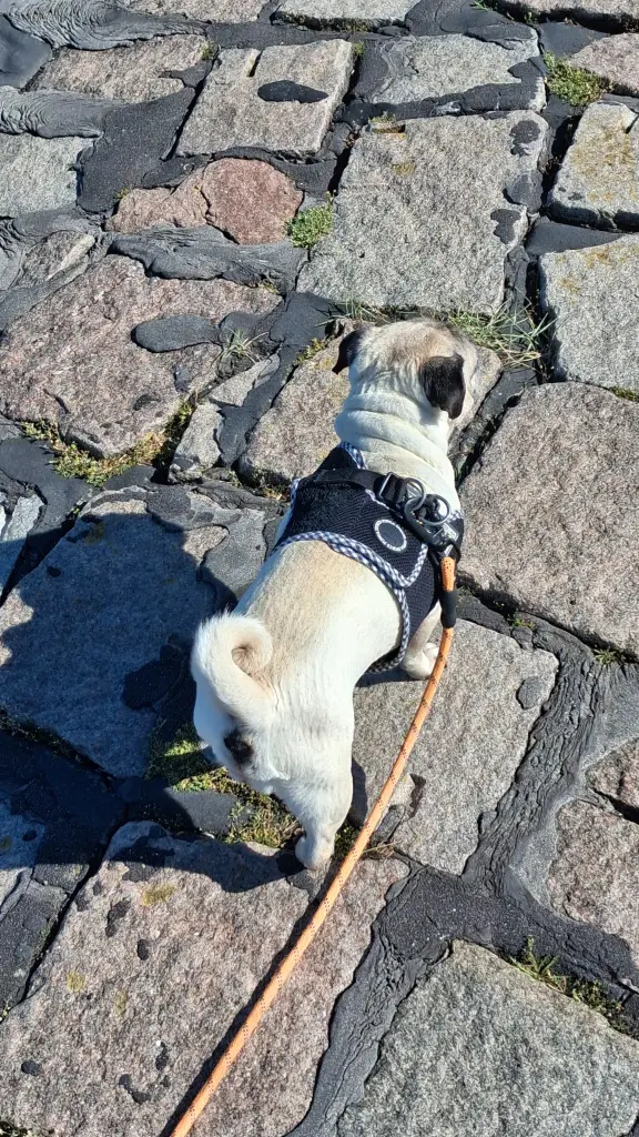 Bild von Maja
