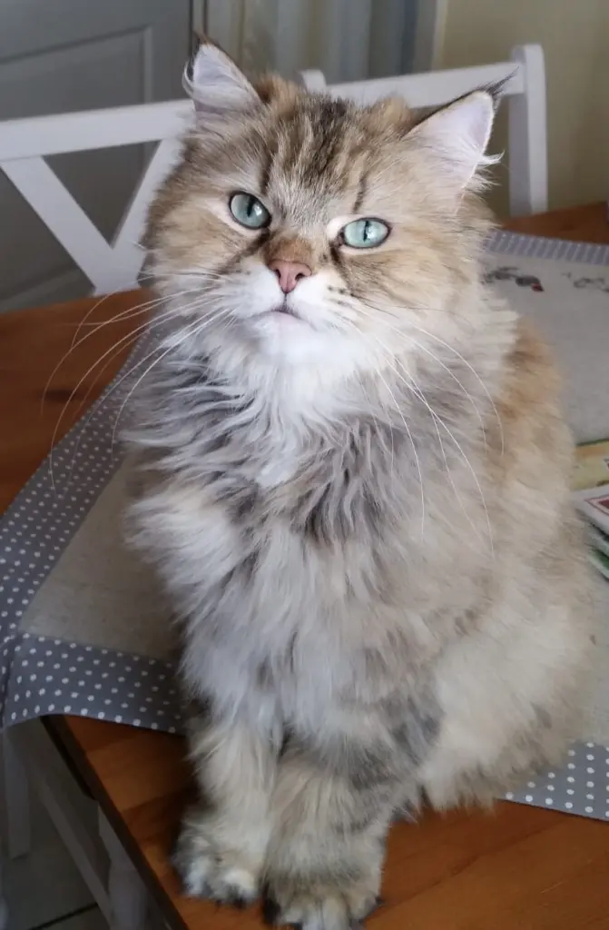Unsere Langhaarige Schönheit 😍