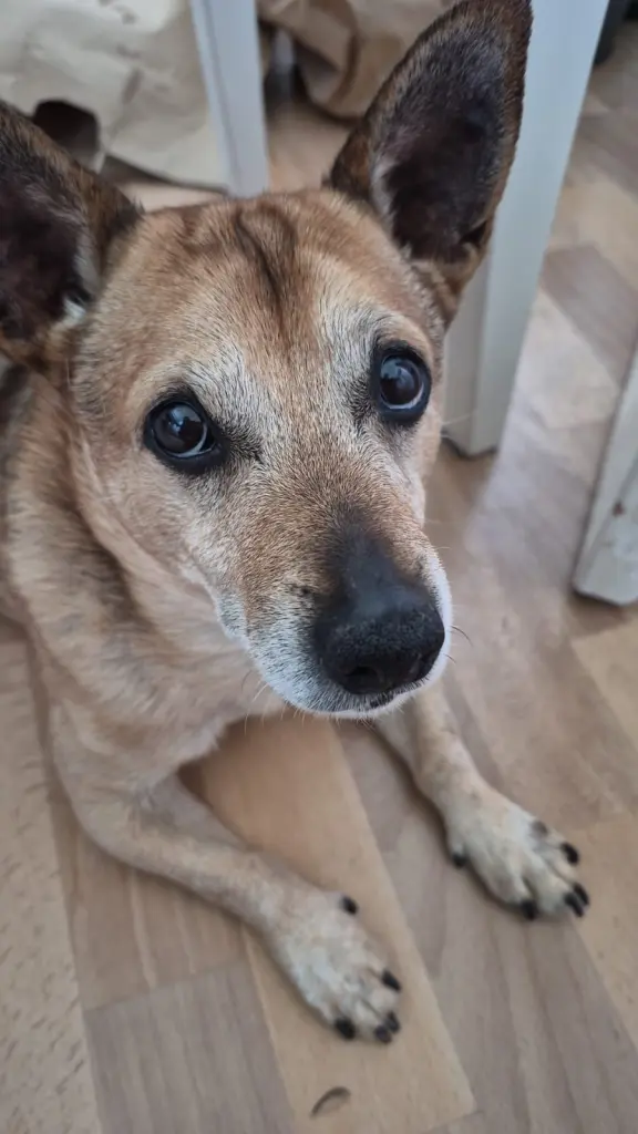 Bild von Wolfi