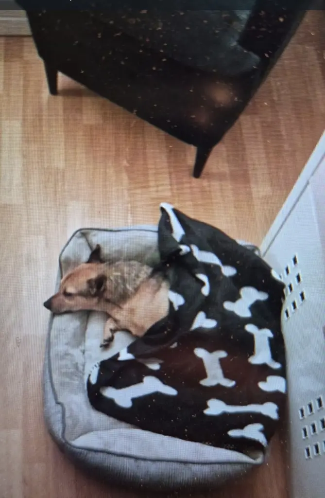 Bild von Wolfi