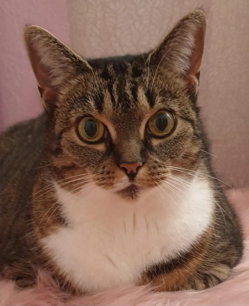 Bild von Nala