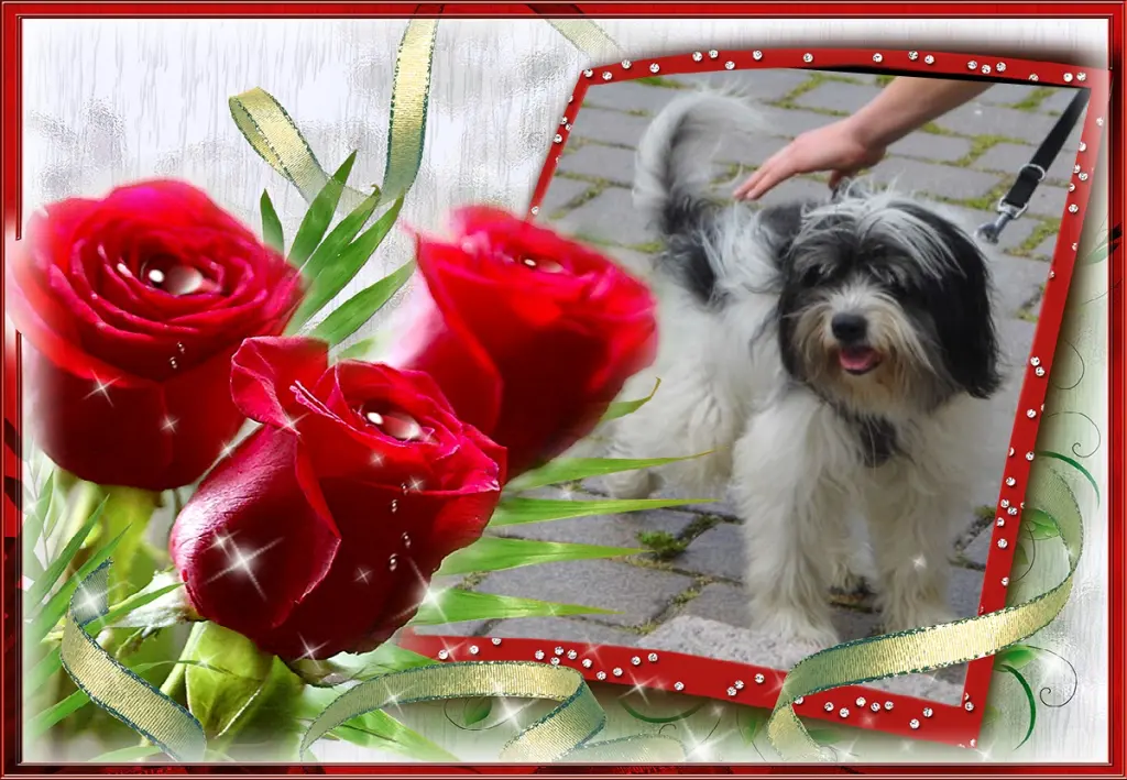 Condolence image of Fur Lucky❤