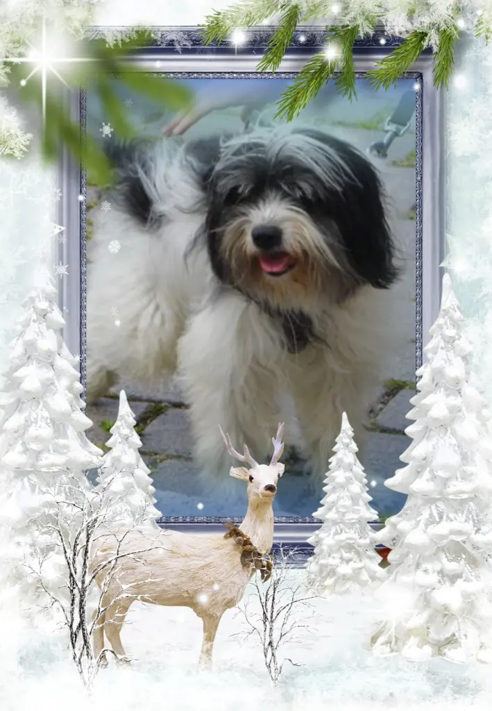 Condolence image of Fur Lucky❤