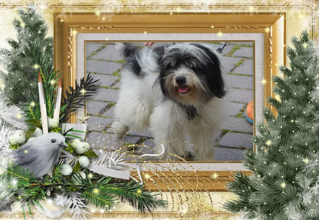 Condolence image of Klaudia mit Misiu❤❤❤Ganz Tief im Herzen❤