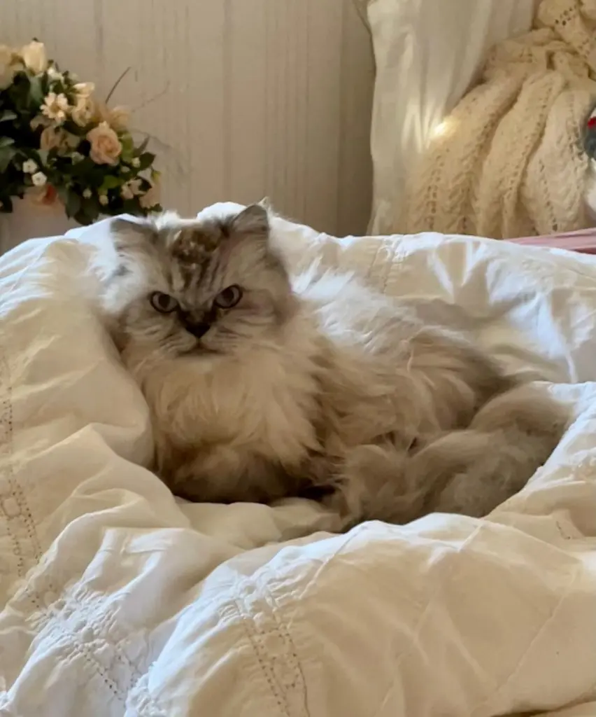 Bild von Kitty