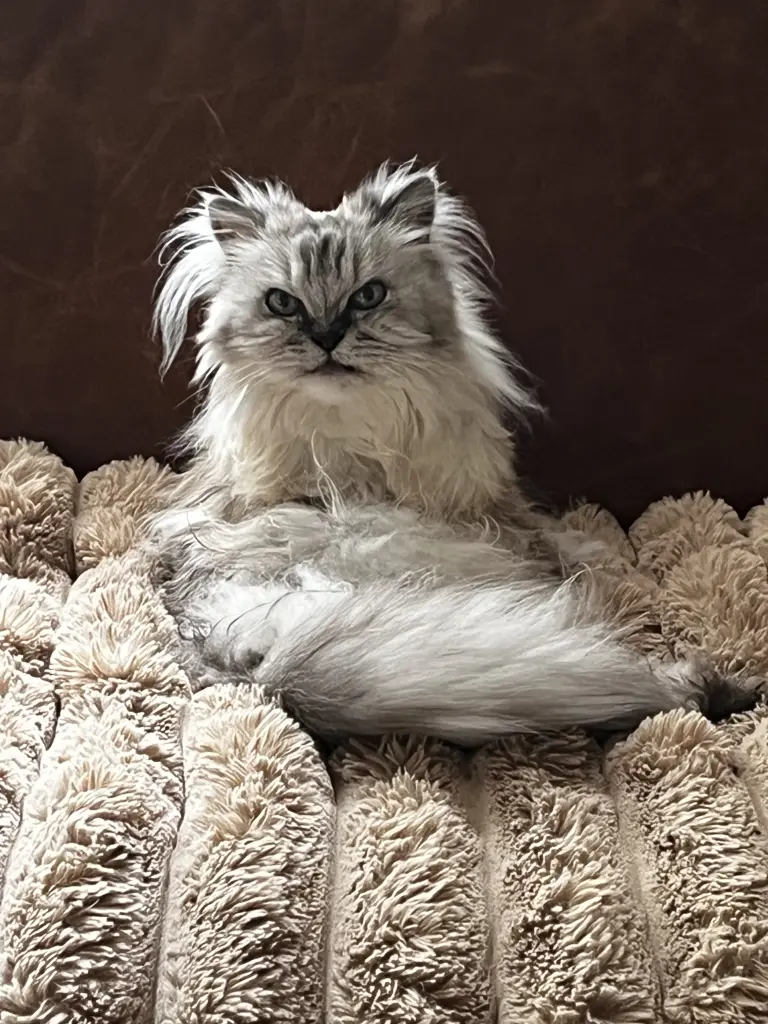 Bild von Kitty