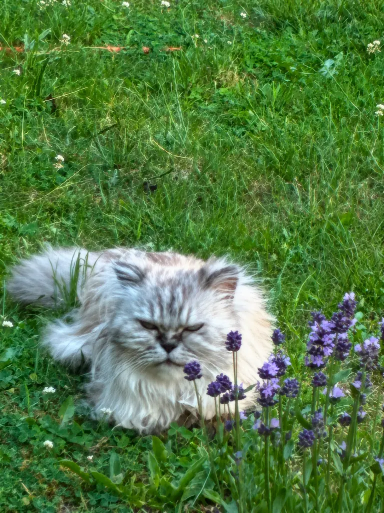 Bild von Kitty