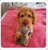 Andachtsbild von Isabell