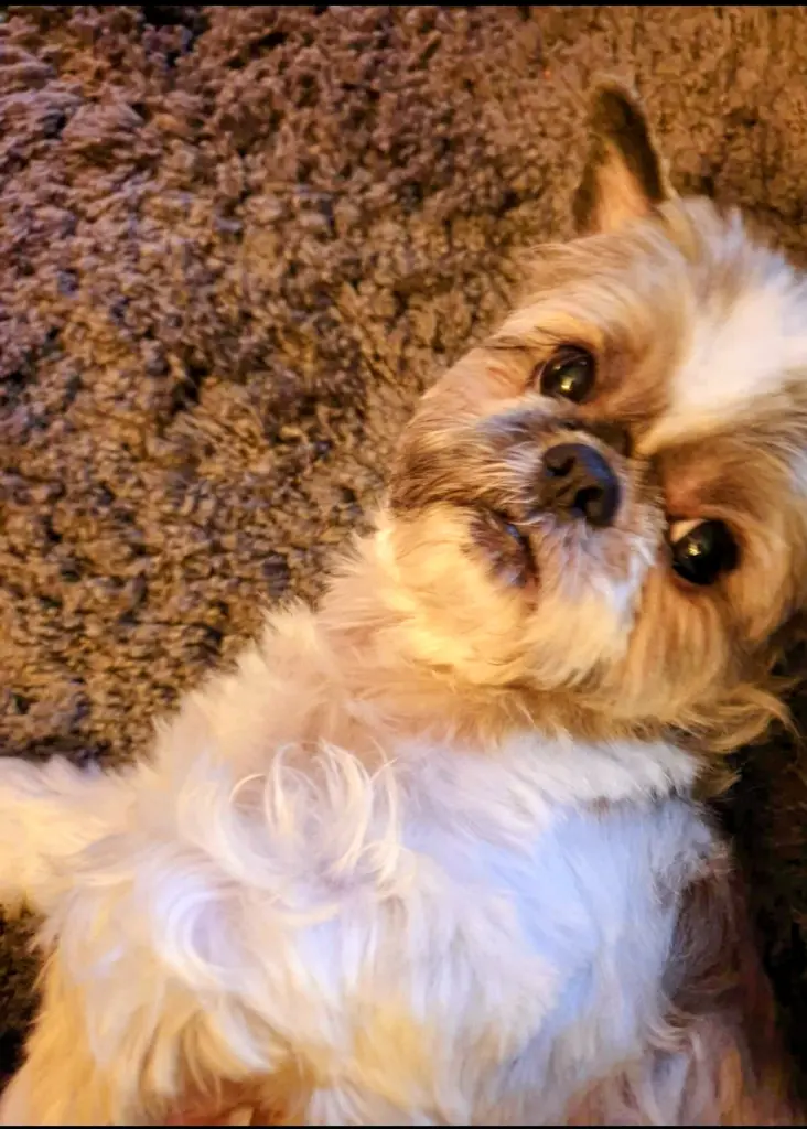 Bild von Lucky