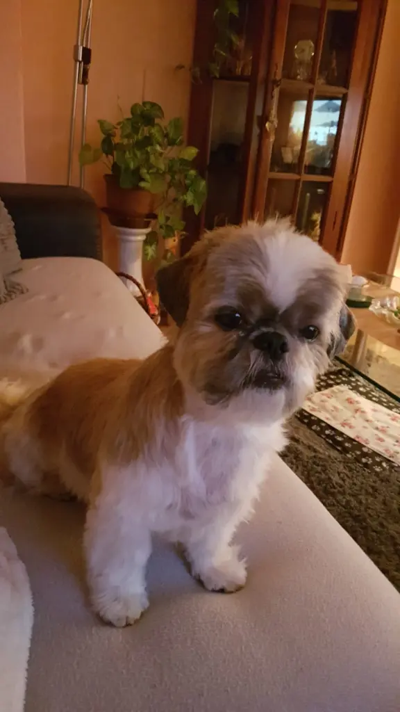 Image from Lucky