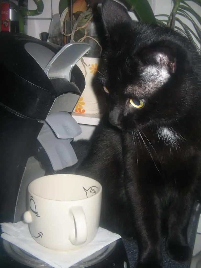 Bild von Merlin