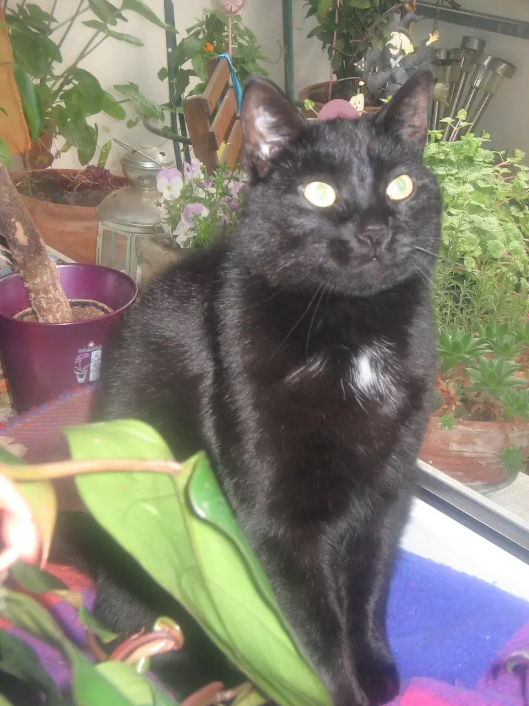 Bild von Merlin