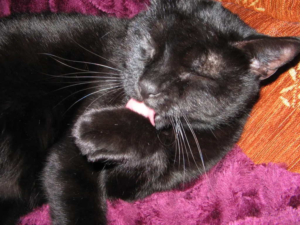 Bild von Merlin