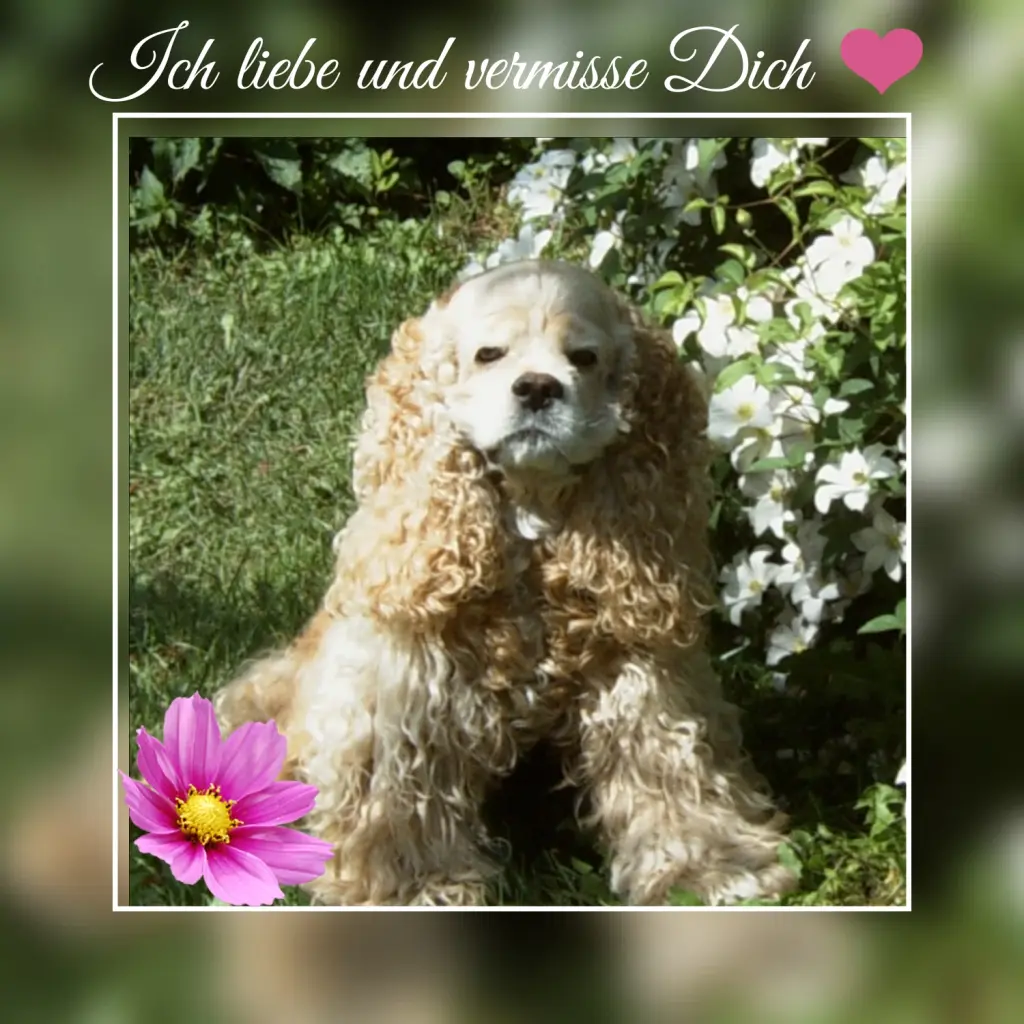 Andachtsbild von Rosen für Mailo ❤️ mit liebevollen Gedanken