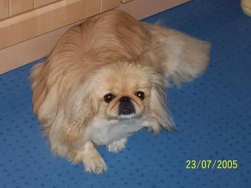 Image from ? meine besondere Pekinesin Sina ?
