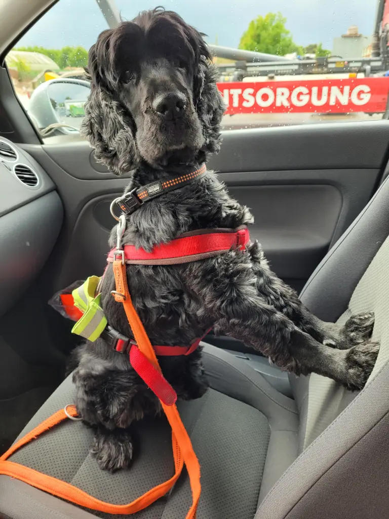 Bild von Nico