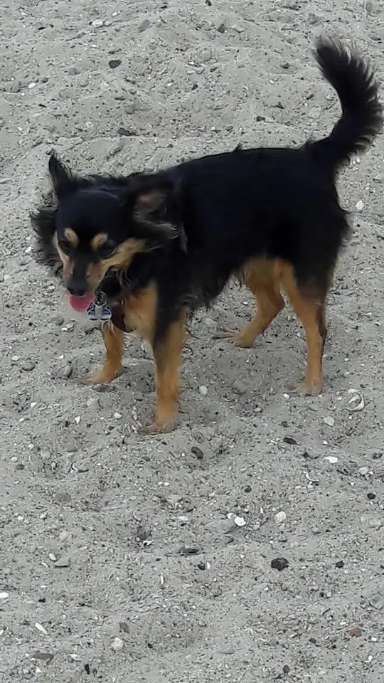 Bild von Lola