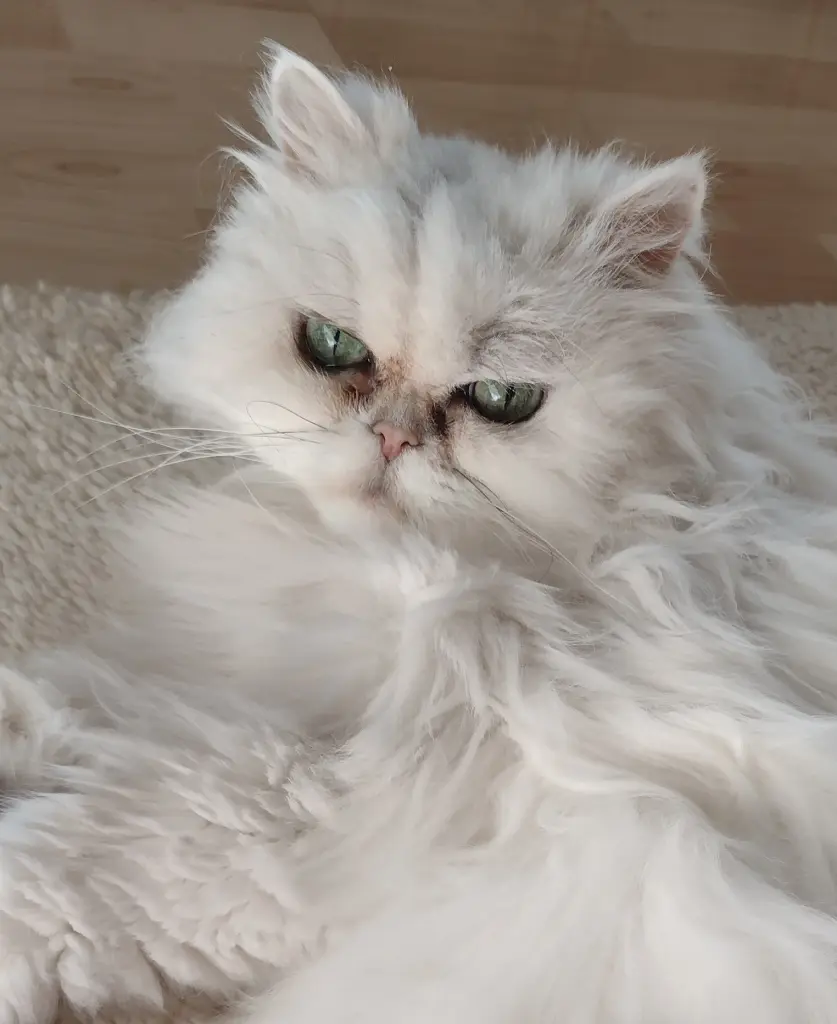 Bild von Gigi