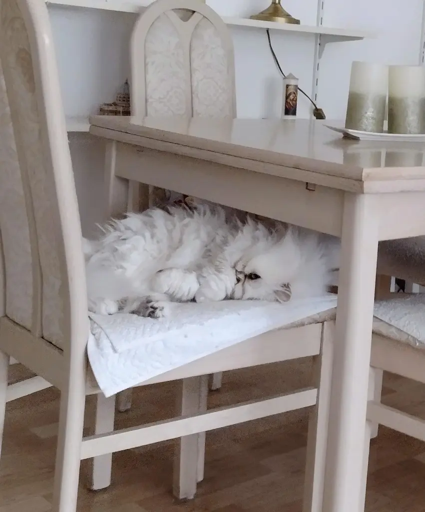 Bild von Gigi