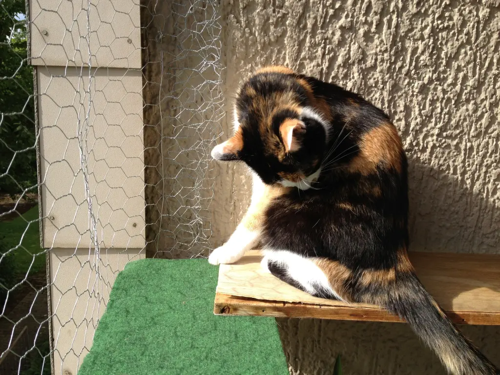 Image from Kira