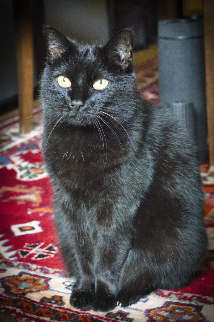 Bild von Molli