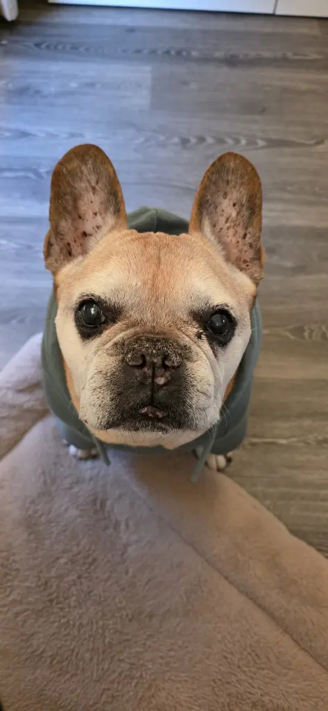 Bild von Bruno