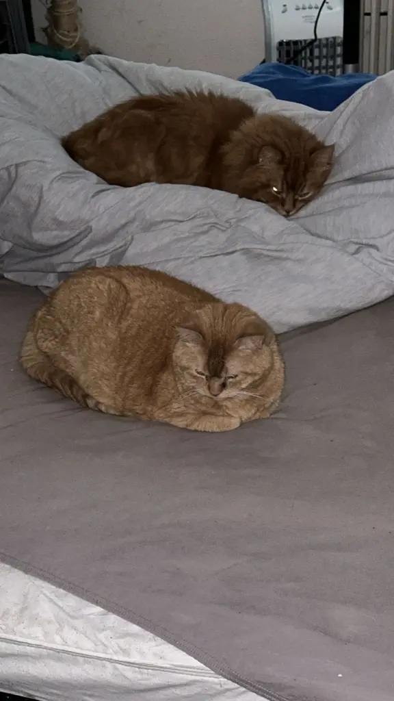 Bild von Raffi
