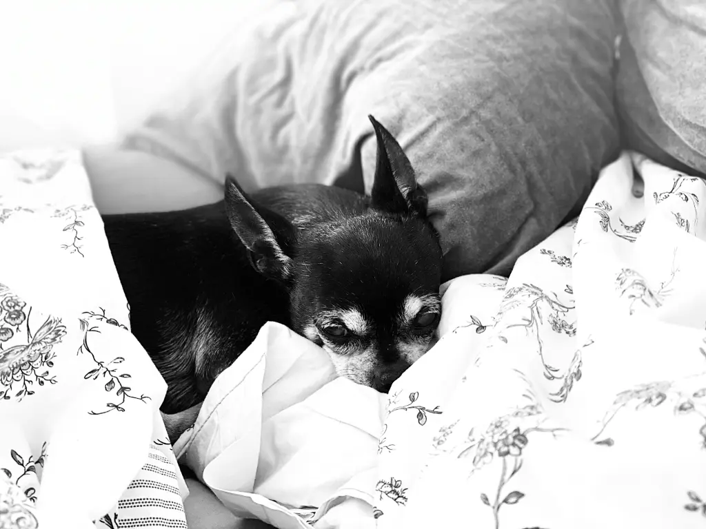 Bild von Lali