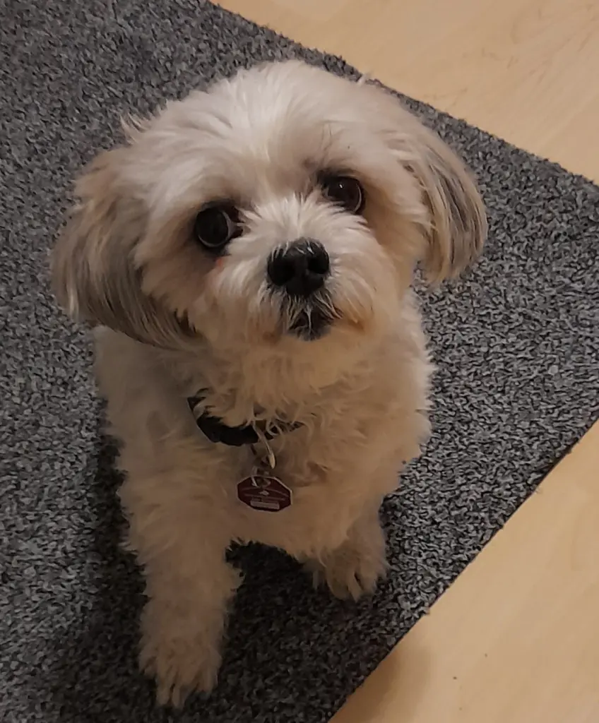 Bild von Sammy