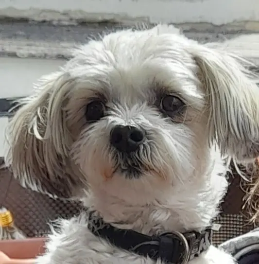 Bild von Sammy