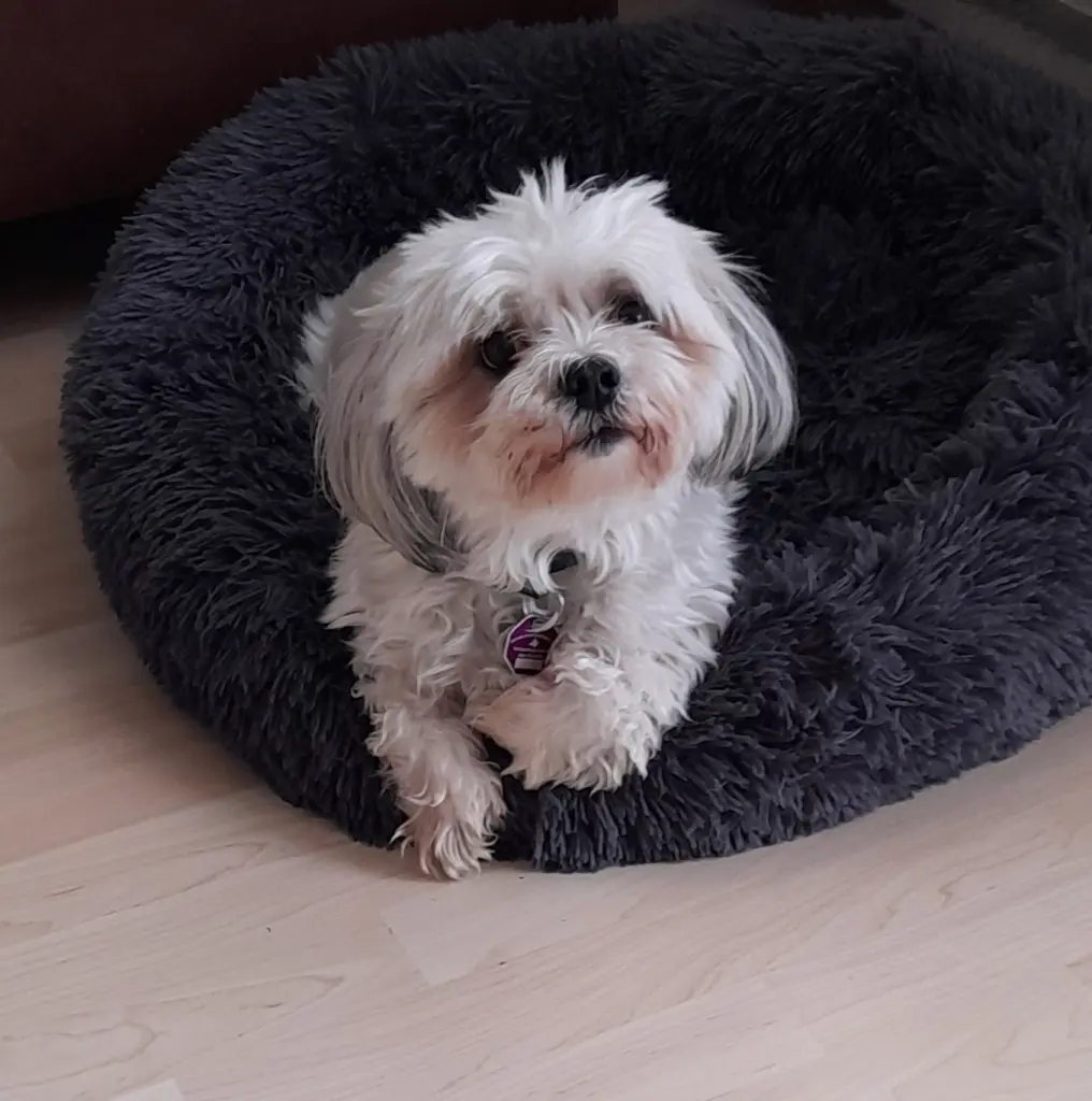 Bild von Sammy