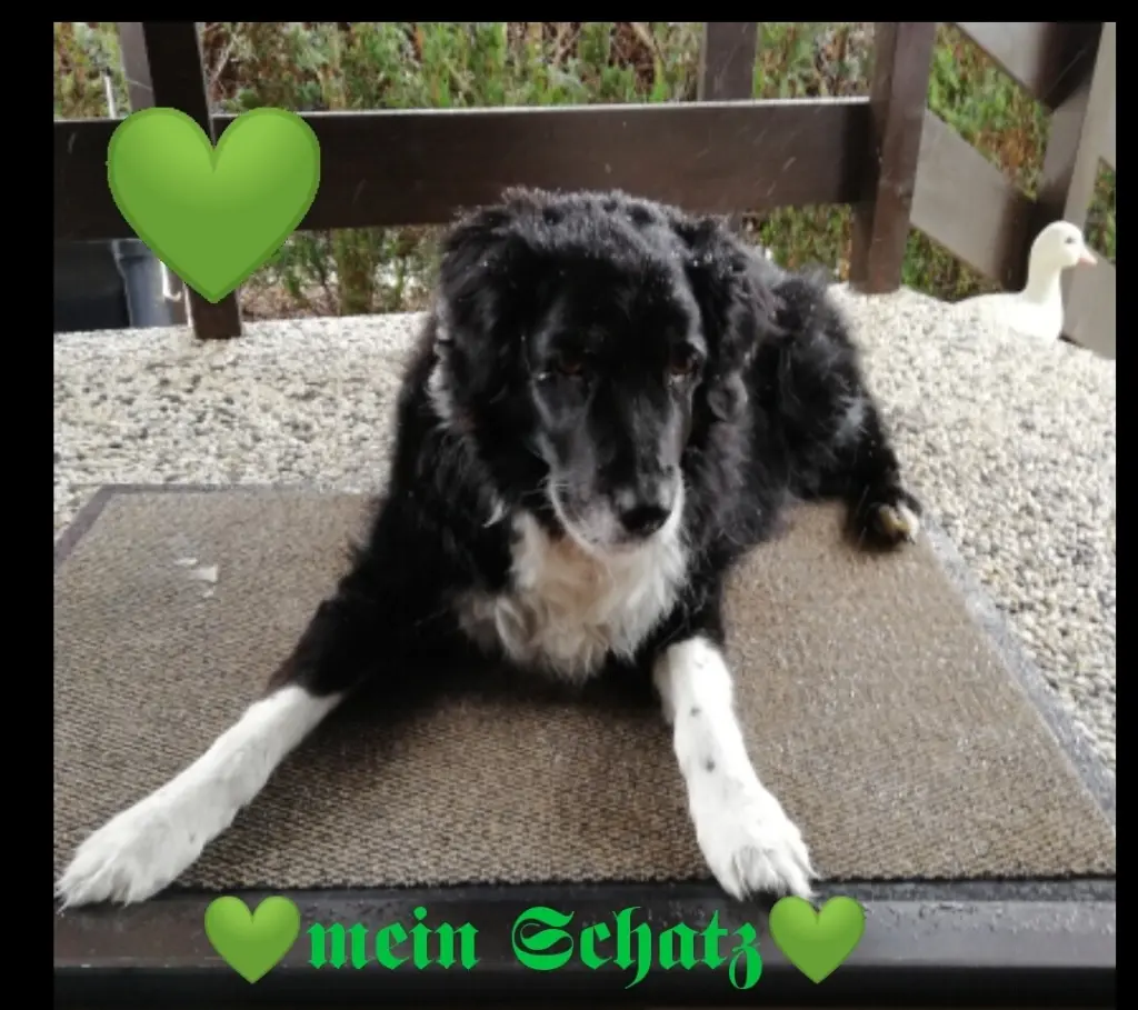 Condolence image of Sabine Mit Maxima im Herz