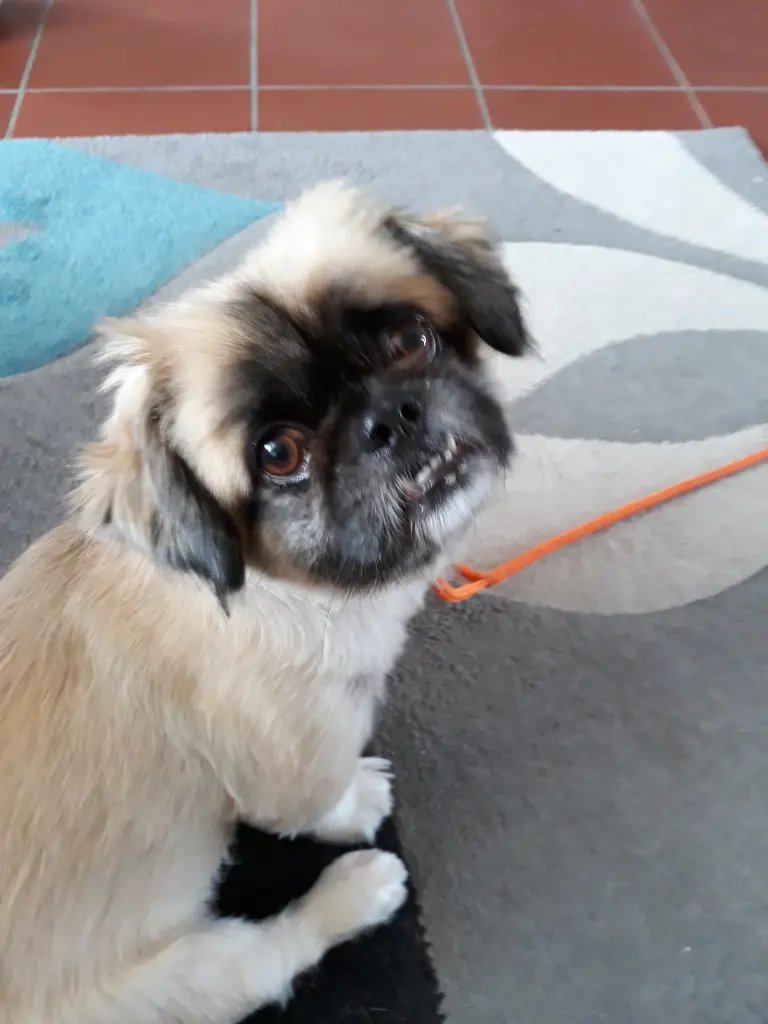 Image from Gismo