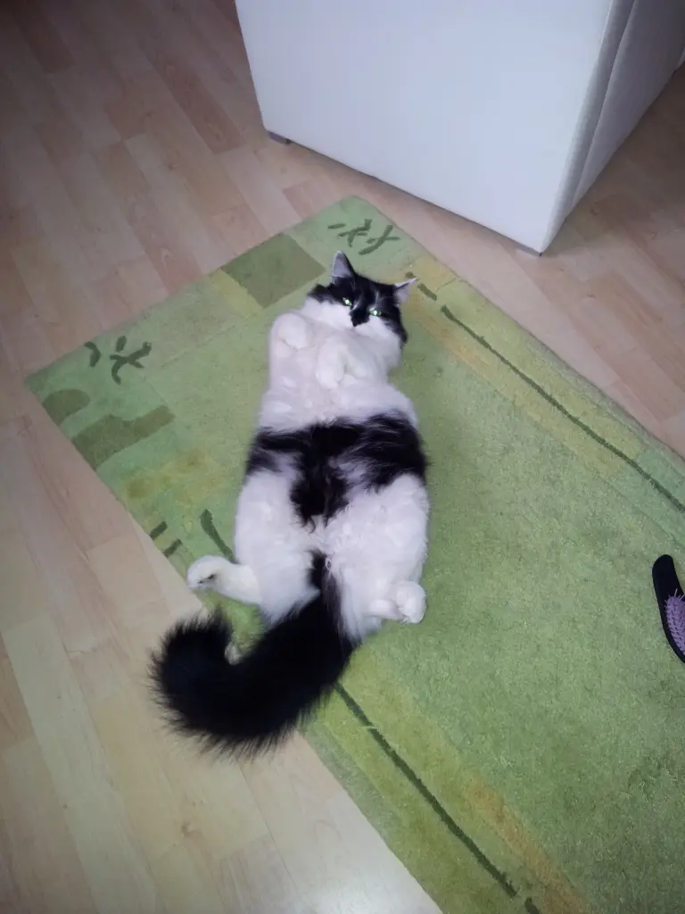 Bild von Lolli