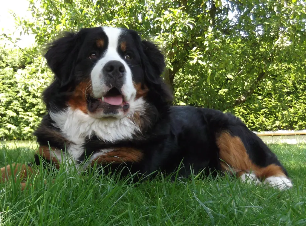 Bild von Carl