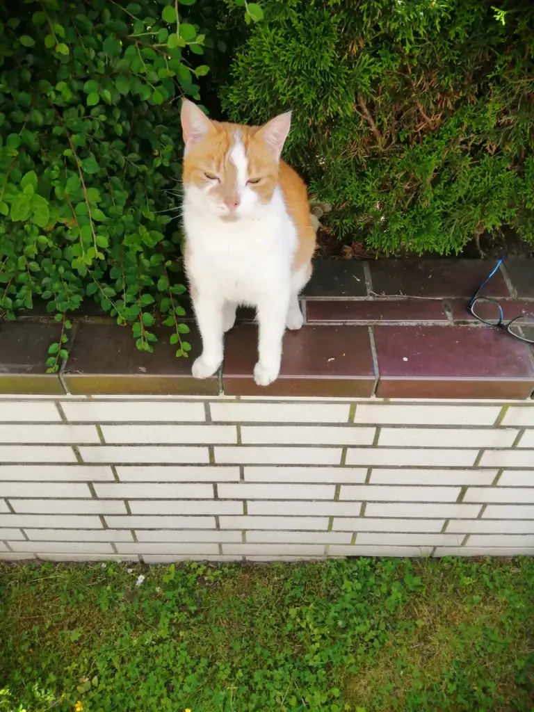 Bild von Lenny