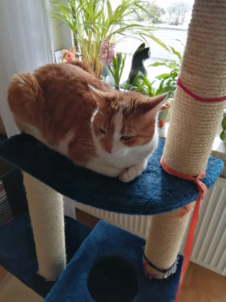 Lenny auf seinem Kratzbaum