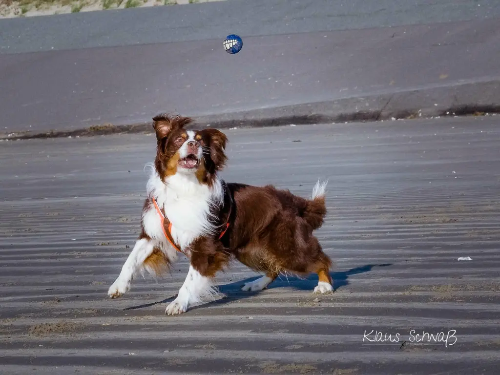 Bild von Cooper