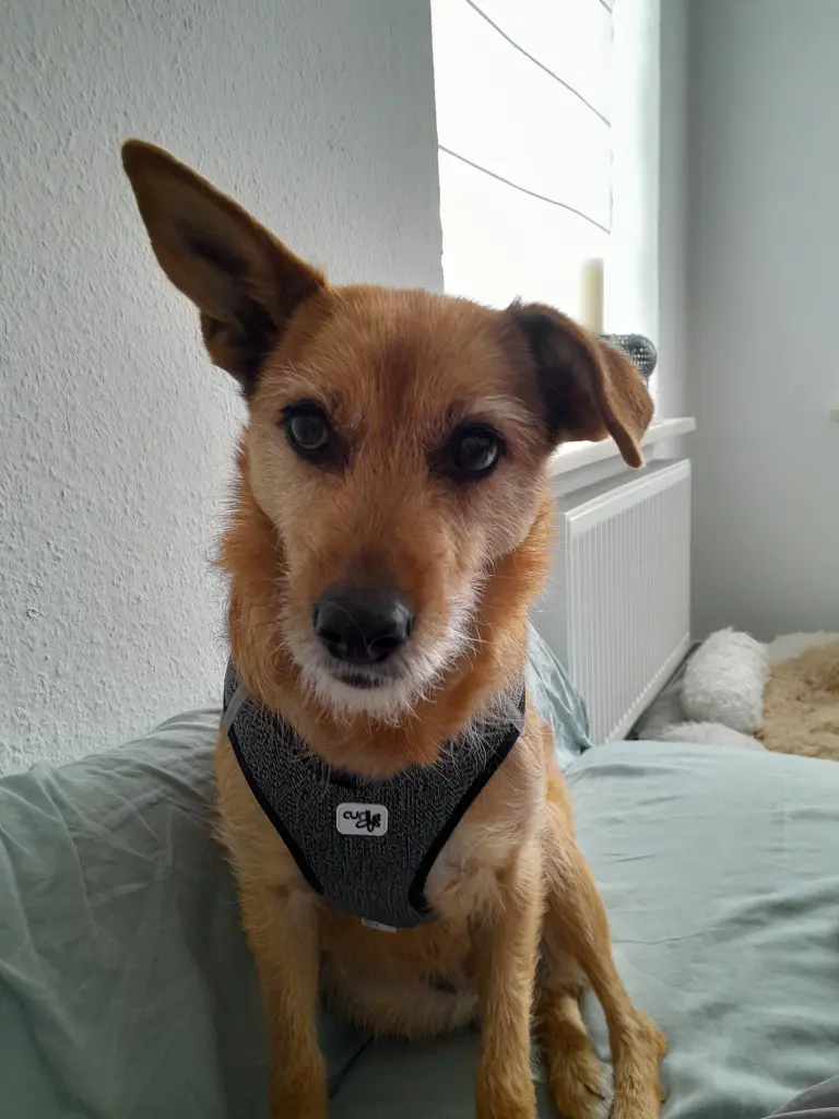 Bild von Chitta