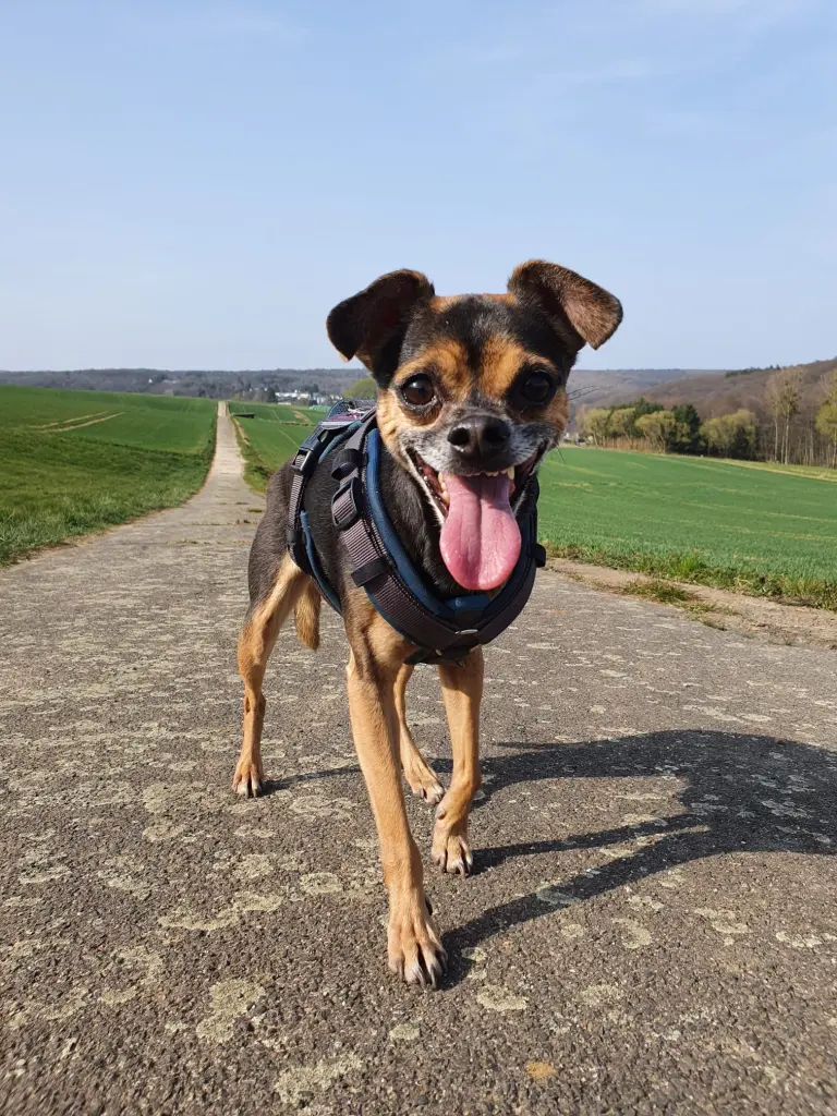 Bild von Pico