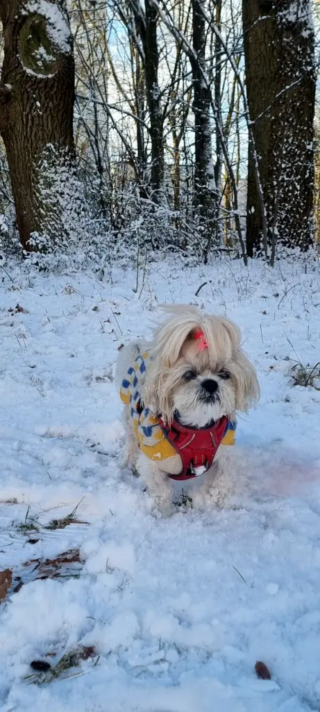 Dein letzter Lieblingsschnee