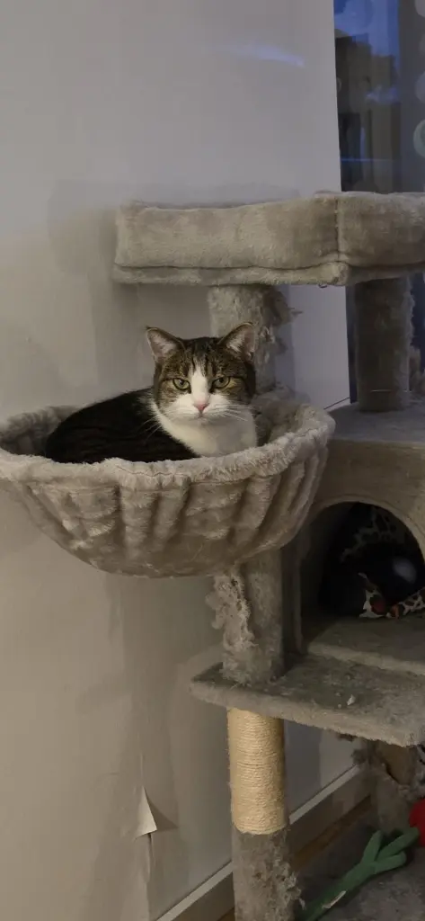 Bild von Coco