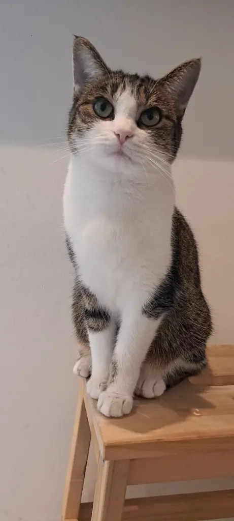 Bild von Coco