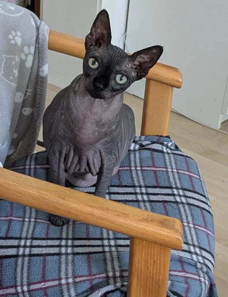 Andachtsbild von Anja