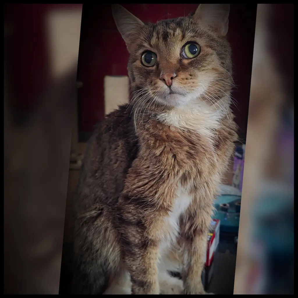 Bild von Linus