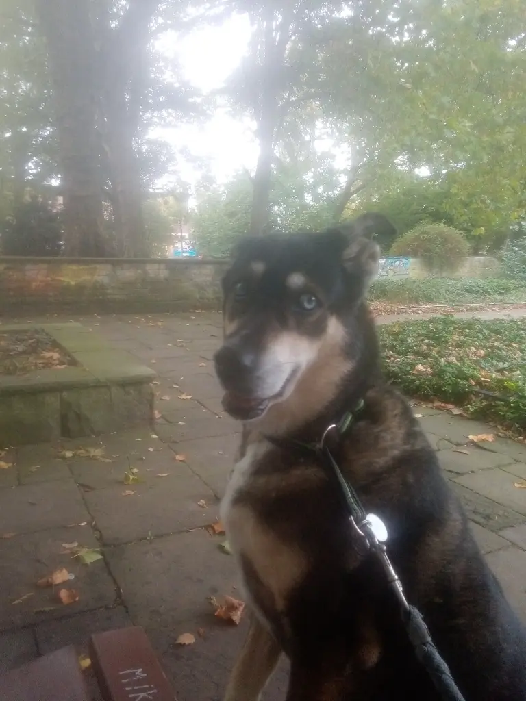 Bild von Sandy