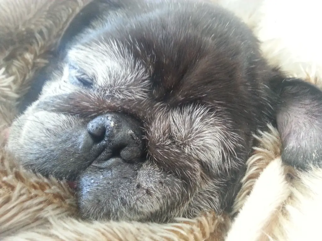 Andachtsbild von Cornelia mit Bruno & Barni im Herzen