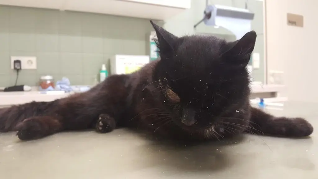 Bild von Little Soul