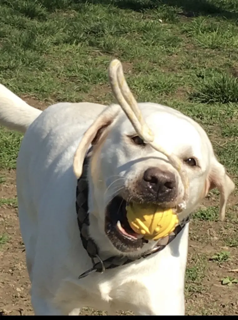 Bild von Smokey